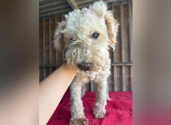 Samu, Puli-Mix, Rüde, geb. am 09.06.2015, 40 cm, 14 kg - Notfall -