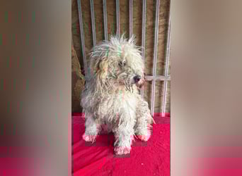 - Notfall- Samu und Ozzy, Puli-Mix, 11 und 8,5 Jahre, 40 cm