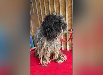 Ozzy, Puli-Mix, Rüde, geb. am 23.10.2017, 40 cm, 14 kg