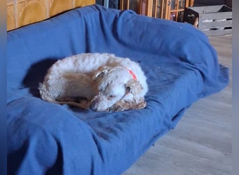 Raffy, Puli-Mix, Rüde, geb. am 01.02.2014, 40 cm, -Notfall-