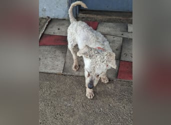 Raffy, Puli-Mix, Rüde, geb. am 01.02.2014, 40 cm, -Notfall-