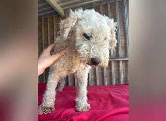 Samu, Puli-Mix, Rüde, geb. am 09.06.2015, 40 cm, 14 kg - Notfall -