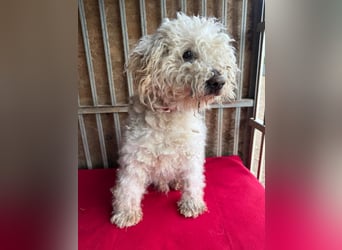 - Notfall- Samu und Ozzy, Puli-Mix, 11 und 8,5 Jahre, 40 cm