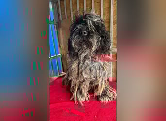 Ozzy, Puli-Mix, Rüde, geb. am 23.10.2017, 40 cm, 14 kg