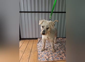 Raffy, Puli-Mix, Rüde, geb. am 01.02.2014, 40 cm, -Notfall-