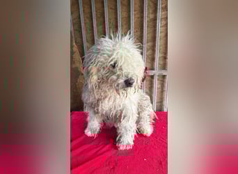 - Notfall- Samu und Ozzy, Puli-Mix, 11 und 8,5 Jahre, 40 cm