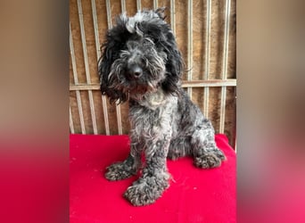 - Notfall- Samu und Ozzy, Puli-Mix, 11 und 8,5 Jahre, 40 cm