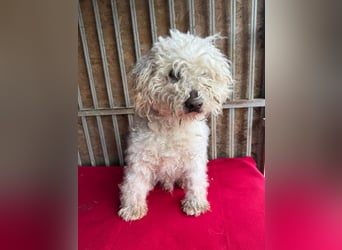 - Notfall- Samu und Ozzy, Puli-Mix, 11 und 8,5 Jahre, 40 cm