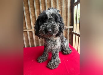 - Notfall- Samu und Ozzy, Puli-Mix, 11 und 8,5 Jahre, 40 cm