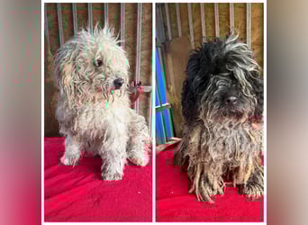 - Notfall- Samu und Ozzy, Puli-Mix, 11 und 8,5 Jahre, 40 cm