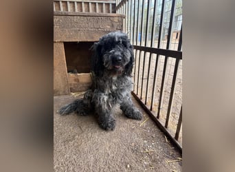 - Notfall- Samu und Ozzy, Puli-Mix, 11 und 8,5 Jahre, 40 cm