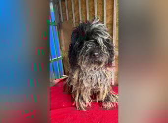 Ozzy, Puli-Mix, Rüde, geb. am 23.10.2017, 40 cm, 14 kg