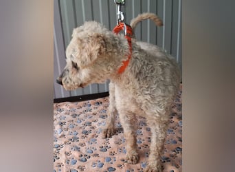 Raffy, Puli-Mix, Rüde, geb. am 01.02.2014, 40 cm, -Notfall-
