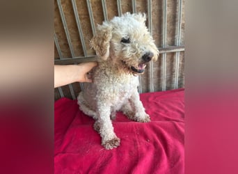 Samu, Puli-Mix, Rüde, geb. am 09.06.2015, 40 cm, 14 kg - Notfall -