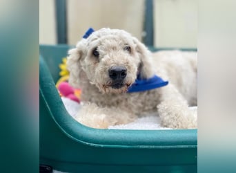 COCO - Sozialverträglicher Puli-Mix sucht seine Familie