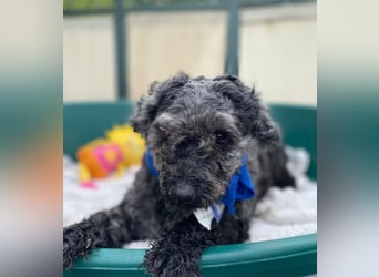 OTTO - Kleiner, freundlicher, Puli-Mix,allergikerfreundlich