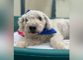 COCO - Sozialverträglicher Puli-Mix sucht seine Familie
