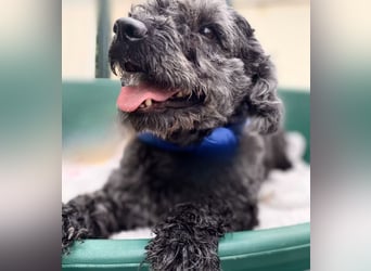 OTTO - Kleiner, freundlicher, Puli-Mix,allergikerfreundlich