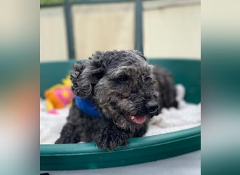 OTTO - Kleiner, freundlicher, Puli-Mix,allergikerfreundlich
