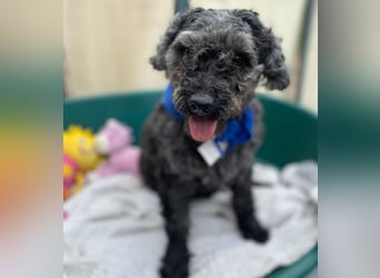 OTTO - Kleiner, freundlicher, Puli-Mix,allergikerfreundlich