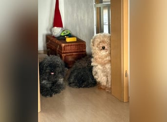 Douchi - schüchtern aber neugierig