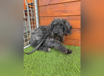 Douchi - schüchtern aber neugierig