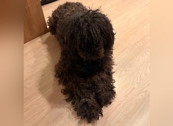 Douchi - schüchtern aber neugierig