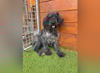 Douchi - schüchtern aber neugierig