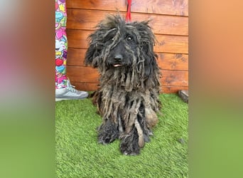 Douchi - schüchtern aber neugierig