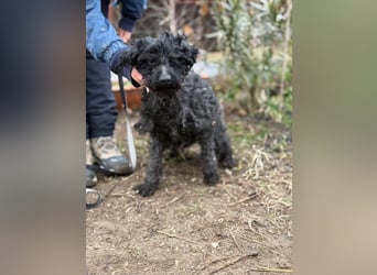 Csendike möchte endlich ankommen