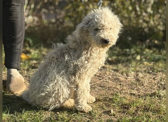 Só - Hündin will einen warmen Winter haben!