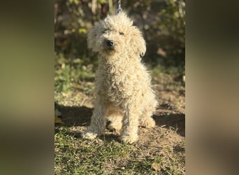 Só - Hündin will einen warmen Winter haben!