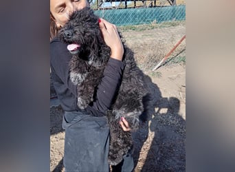 Bors - Junge Hündin sucht warmes Zuhause