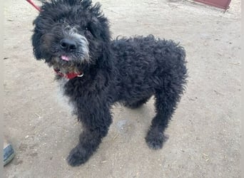 Cezi, fröhliche junge Hündin