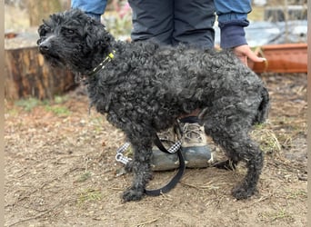 Csendike möchte endlich ankommen