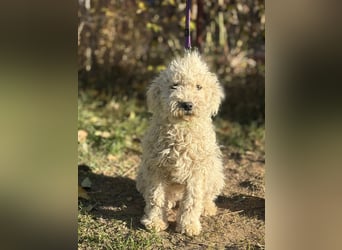 Só - Hündin will einen warmen Winter haben!