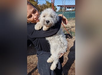 Só - Hündin will einen warmen Winter haben!