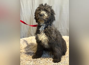 Cezi, fröhliche junge Hündin