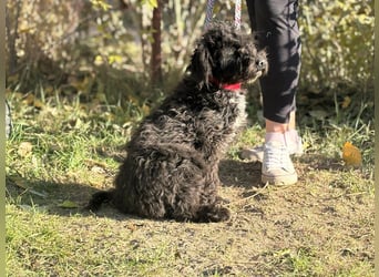 Bors sucht eine aktive Familie