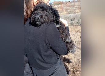 Bors sucht eine aktive Familie