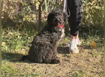 Bors - Junge Hündin sucht warmes Zuhause
