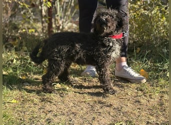 Bors - Junge Hündin sucht warmes Zuhause