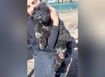 Bors - Junge Hündin sucht warmes Zuhause