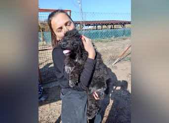 Bors - Junge Hündin sucht warmes Zuhause