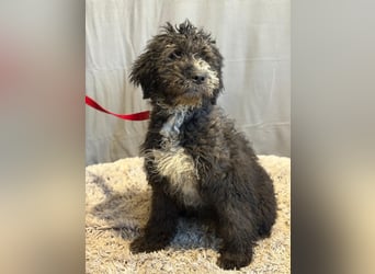 Cezi, fröhliche junge Hündin