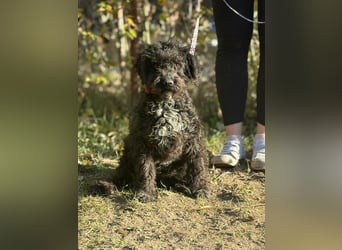 Bors - Junge Hündin sucht warmes Zuhause