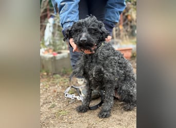 Csendike möchte endlich ankommen