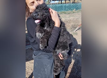 Bors - Junge Hündin sucht warmes Zuhause