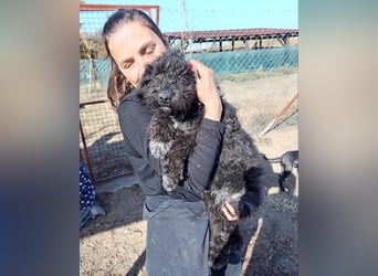 Bors - Junge Hündin sucht warmes Zuhause