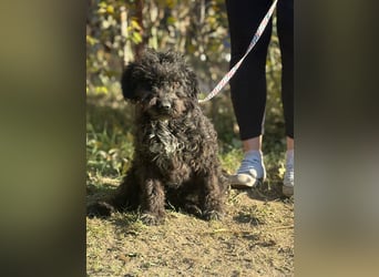 Bors sucht eine aktive Familie